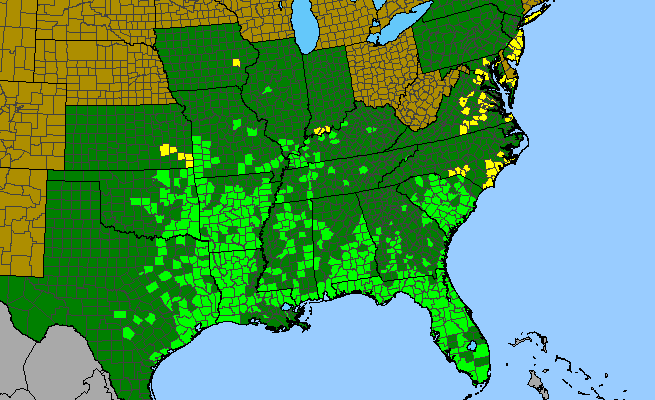 The range of Agalinis fasciculata
